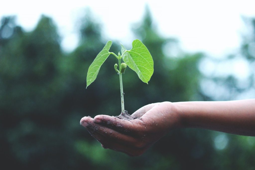 Baum pflanzen für Wärmepumpen-Projekt